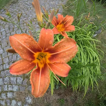 Zum Alten Pfarrhaus Bed & Breakfast